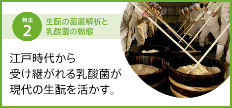 江戸時代から受け継がれる乳酸菌が現代の生酛を活かす。