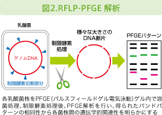 図2.RFLP-PFGE 解析