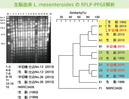 生酛由来 L. mesenteroides の RFLP-PFGE解析